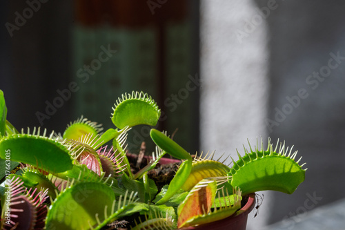 Pièges ouverts de Vénus gobe-mouche en bord de pot avec ombres portées