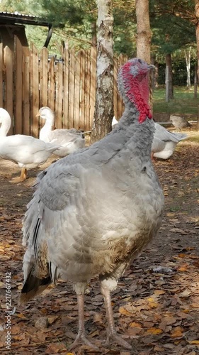 Grey turkey standing on leaf-covered ground in vertical video