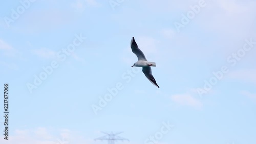 Seagulls flying gracefully over the Bosphorus strait with coastal cityscape in the background, Istanbul, Turkey.