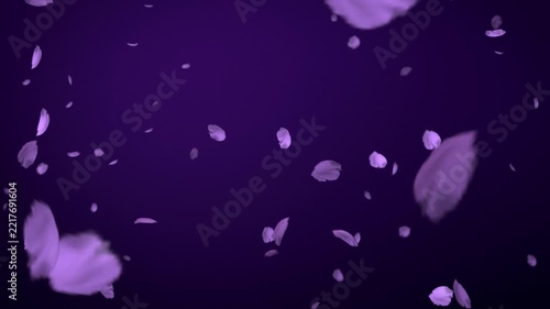 Violet petals falling on dark purple background seamless loop