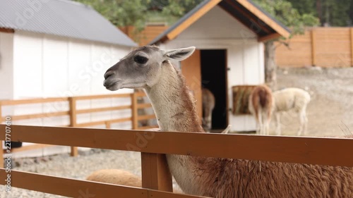 alpaca on a farm, a llama