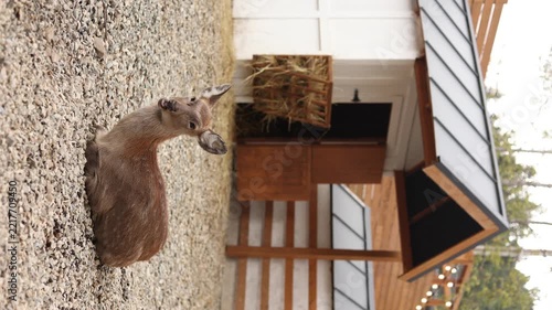 deer on the farm