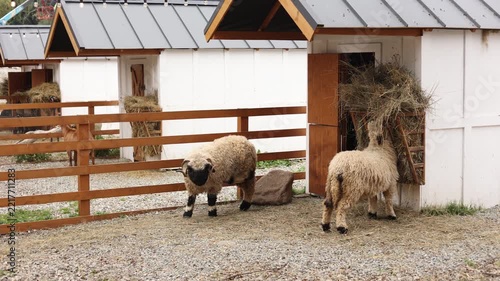 Rams on the farm. Rams eat hay.