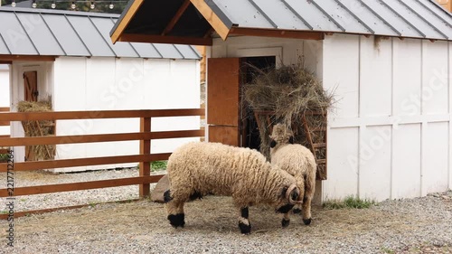 Rams on the farm. Rams eat hay.
