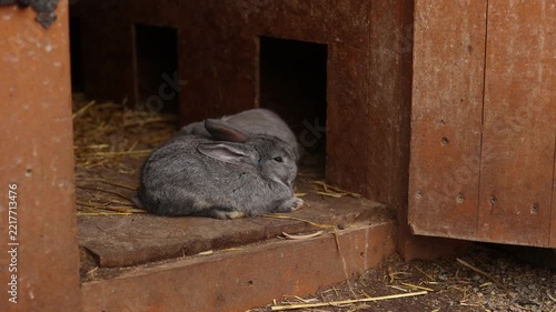 decorative rabbits on the farm