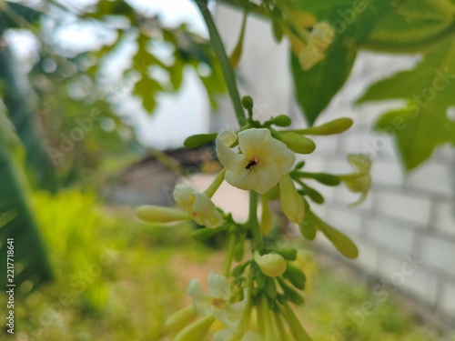 Close-up of Delicate White Papaya Flowers Blooming on a Branch with a Small Ant
