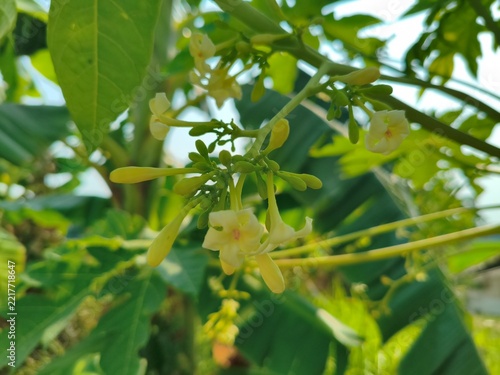 Beautiful Papaya Flowers Blooming on the Tree Branch in Tropical Garden