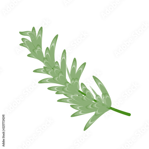 Green rosemary or pine branch vector illustration isolated on white background