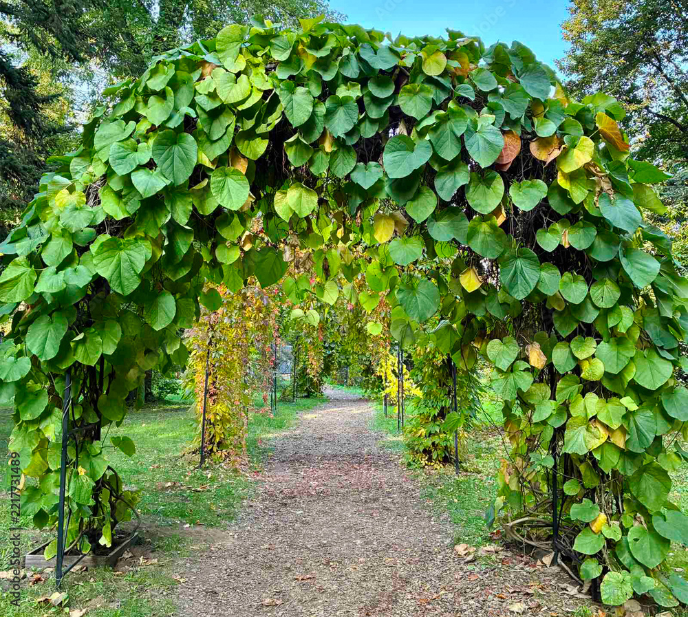 Fototapeta premium Beautiful path under pergolas covered with dense green foliage of aristolochia macrophylla durior or dutchmans pipe vine climber in a public botanical garden park.
