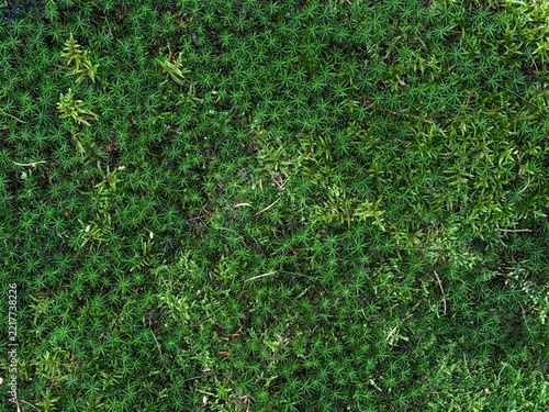 Dense green ground cover with fine needlelike foliage and varied natural texture across a lush mossy vegetation 
