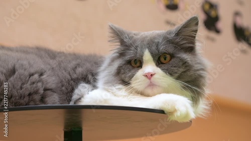 A fluffy grey and white longhair cat lies resting on round cat tree platform