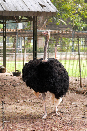 Fotografie Male common ostrich Struthio camelus standing on dirt ground in fenced zoo enclo
