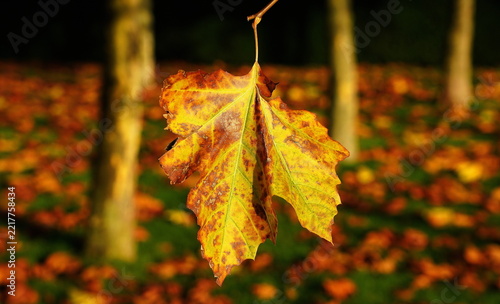 in the last of the daylight,the autumn colors glow.