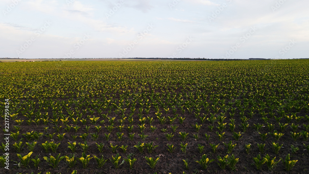 Fototapeta premium Lush green seedlings growing in a vast farm field under a wide open sky, representing agricultural abundance