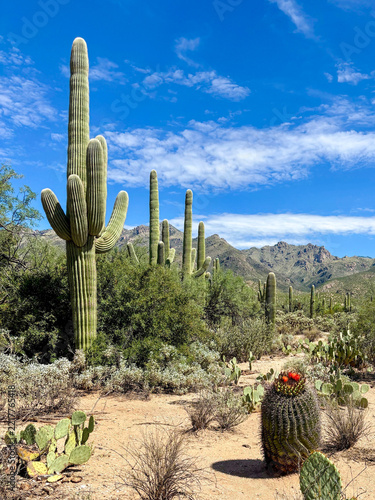 Landscape with cacti and a flowering spherical cactus in foreground, blue sky in background