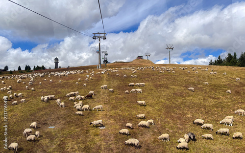 Landscape with sheep grazing on a hillside covered with dried grass, cableway over hill