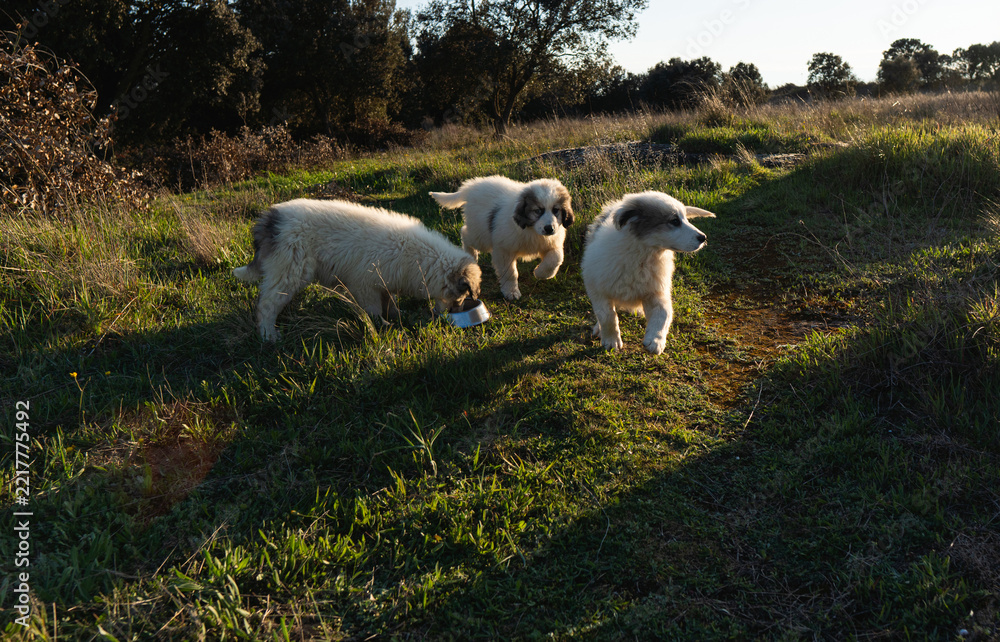 Fototapeta premium Three cute puppies playing and eating in golden hour field