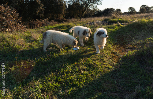 Three young pyrenean mountain dog puppies exploring outdoors