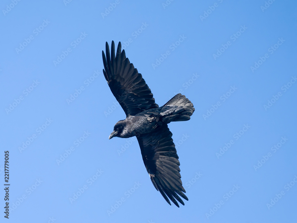 Fototapeta premium Raven, Corvus corax