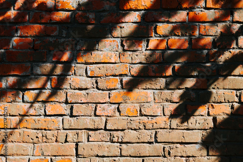 A textured brick wall features orange and brown bricks arranged in a haphazard pattern. Shadows from nearby foliage create dynamic shapes across the surface of the wall