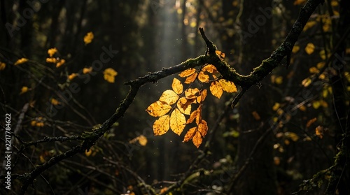 Golden autumn leaves glow in sunlight on mossy branch against dark blurry forest background.