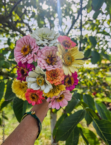 Bunter Strauß aus selbst angebauten Zinnien im sommerlichen Garten
