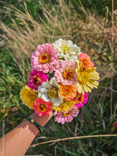 Bunter Strauß aus selbst angebauten Zinnien im sommerlichen Garten