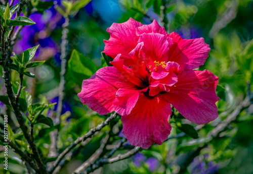 red flower in the garden