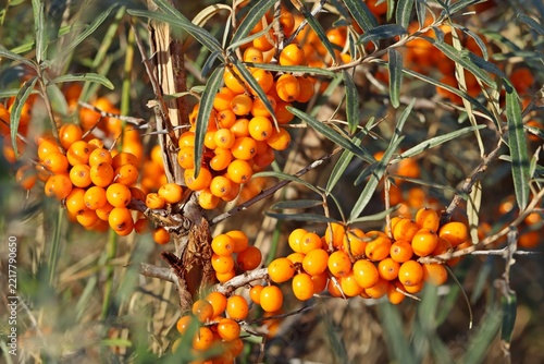 Sanddornstrauch (Hippophae rhamnoides) mit Sanddornbeeren
