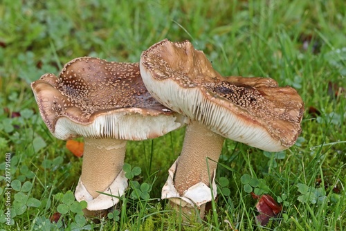 Perlpilz (Amanita rubescens)