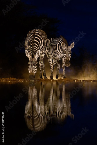 Two Grant's zebras, Equus quagga boehmi, approach a waterhole during blue hour, with mirror reflection. South Rift Valley, Kenya.