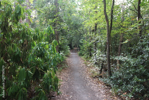 path in the forest