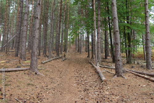 forest in autumn