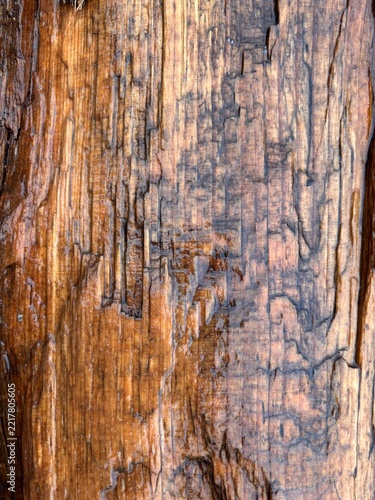 closeup of texture on cedar wood