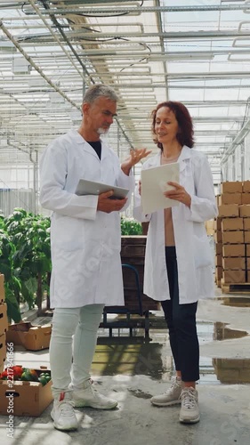Supervisors organize cardboard box of bell peppers deliveries. Warehouse managers coordinate packaging. Supervisors manage carton logistics through organized inspection routines. vertical video