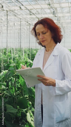 Researcher systematically records pepper plant heights and leaf numbers within controlled greenhouse environment. Scientist carefully observes and documents pepper plant progress in greenhouse