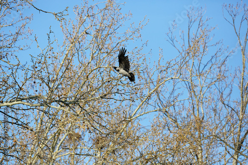 A hooded crow takes flight amidst bare branches against a clear blue sky