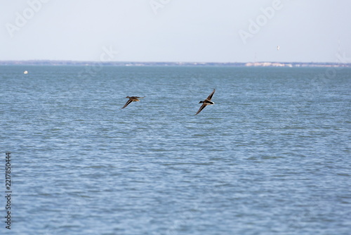 Two ducks flying low over the calm blue water of a large lake or sea