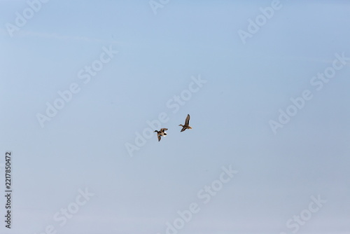 Two ducks flying in the clear blue sky during daytime