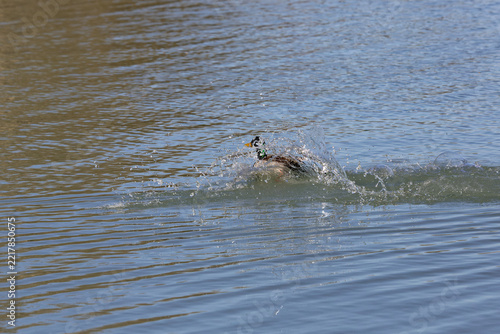 Mallard duck splashes water while diving into a calm lake on a sunny day