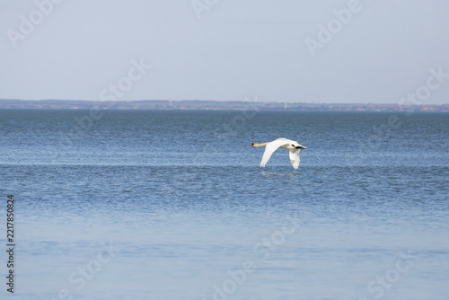 Majestic white swan gracefully flying over calm blue water on a clear day