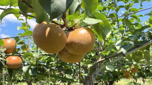 秋の味覚 梨狩り フルーツ狩り