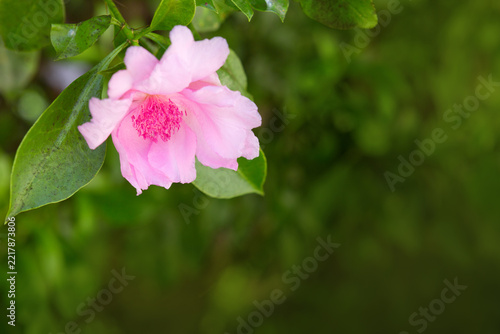 Pink flower isolated on green blur background.