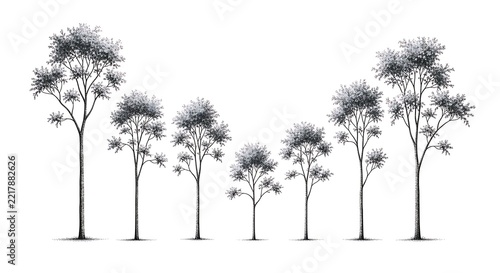 A group of trees with varying heights and foliage densities on a plain background