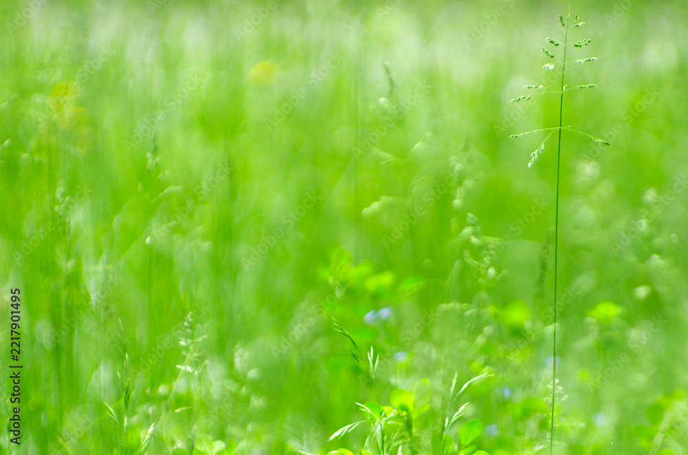 Naklejka premium Spring grass background. Soft blur green grass background. Natural background with green grass.