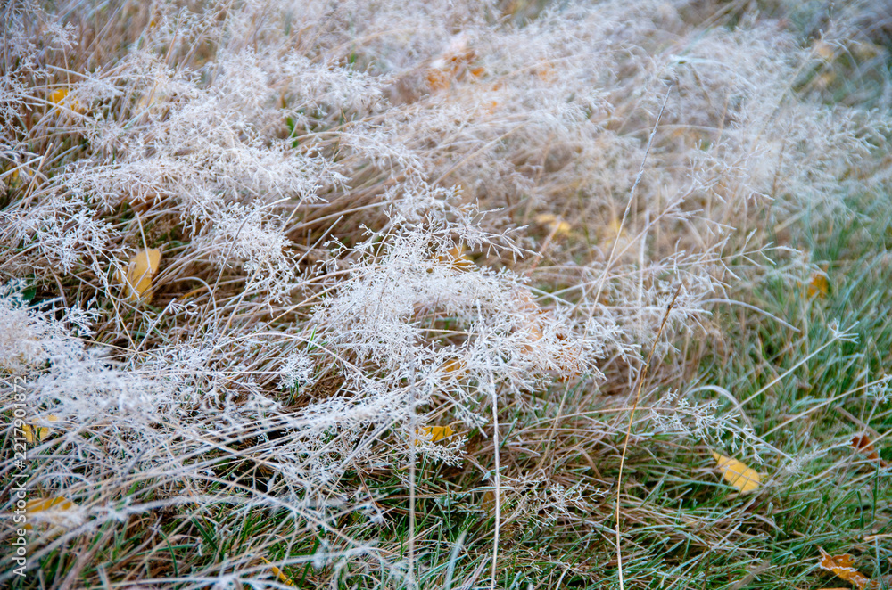 Naklejka premium Winter background, morning frost on the grass with copy space