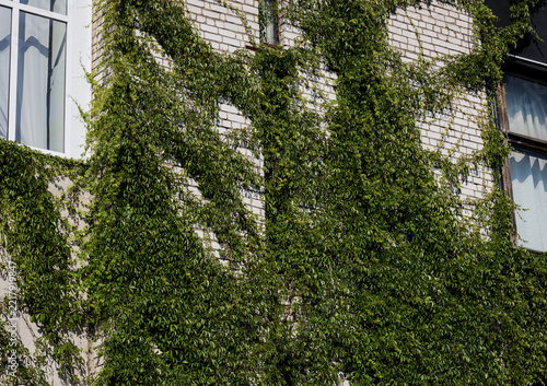 green ivy climbing white brick building facade with windows.