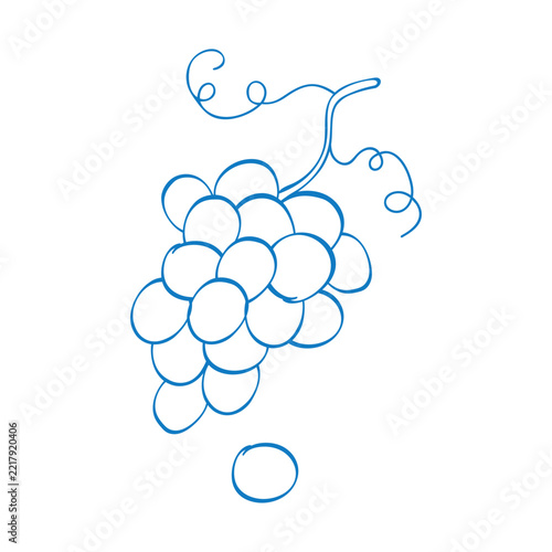 Vector illustration of a bunch of grapes in a Mediterranean style. Doodle.