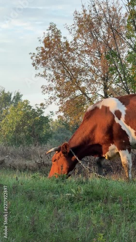 Cow grazing on pasture in autumn, vertical video.