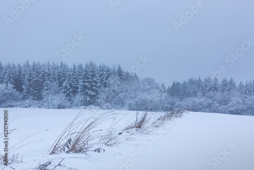 Frozen fir trees after a snowfall on a cold winter day .